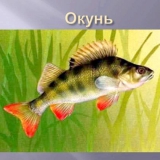 Як виглядає окунь: опис, розміри