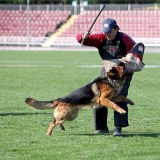 Як навчити німецьку вівчарку командам?