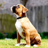 Як привчити до нашийника дорослу собаку?