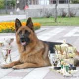 Як виглядає вівчарка: породи, різновиди