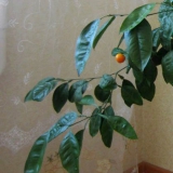 Як прищепити апельсин?