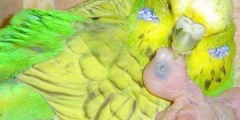 Як розводити хвилястих папуг в домашніх умовах?
