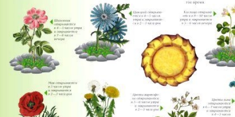 Як називається наука про рослини: цікава ботаніка