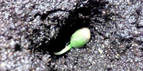 ßê ñàäèòè íàñ³ííÿ àïåëüñèíà?