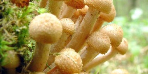 Як варити опеньки: кухня грибника
