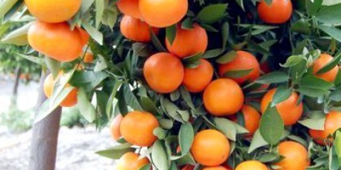 ������ �� �����������: ��������
