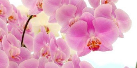 Як цвіте орхідея фаленопсис: стимулювання цвітіння