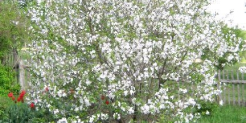Як вивести вишню з городу: корисні поради