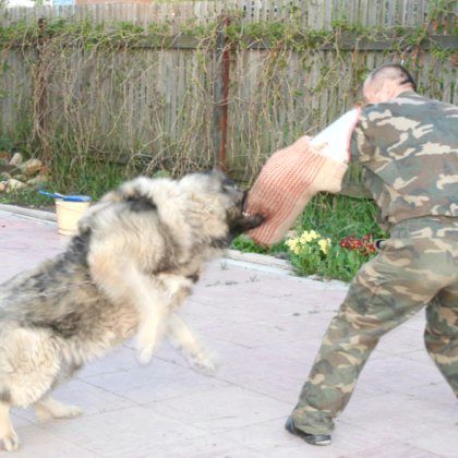 Як дресирувати кавказьку вівчарку? Як дресирувати кавказьку вівчарку?